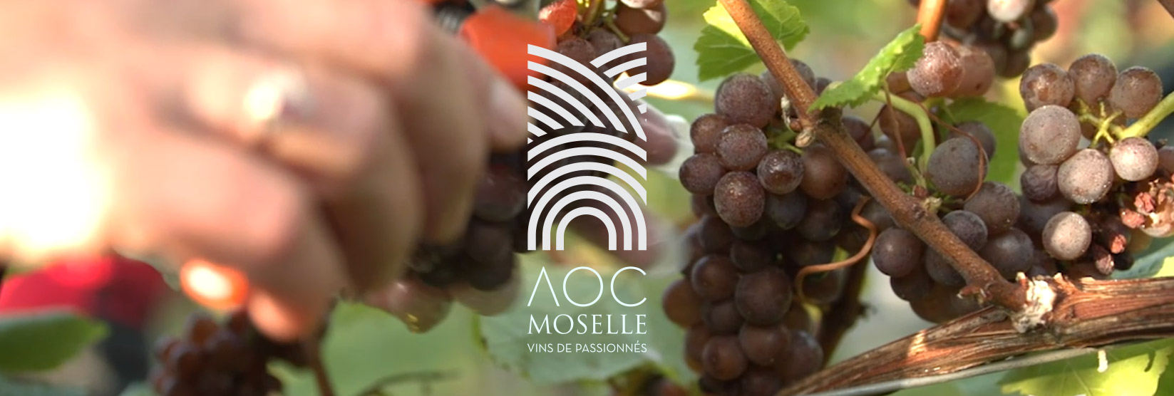  Conception du site AOC Vins de Moselle 